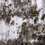 Tips to Find the Best Black Mold Removal Services Near You in South Florida