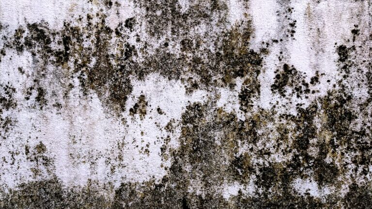 Tips to Find the Best Black Mold Removal Services Near You in South Florida
